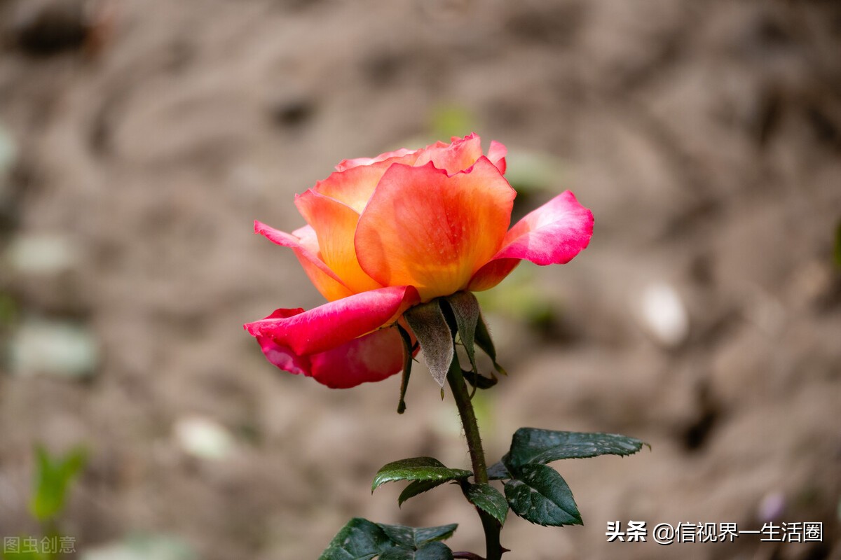 怎样配制花卉育苗用的营养土,果树花卉营养土的配制方法