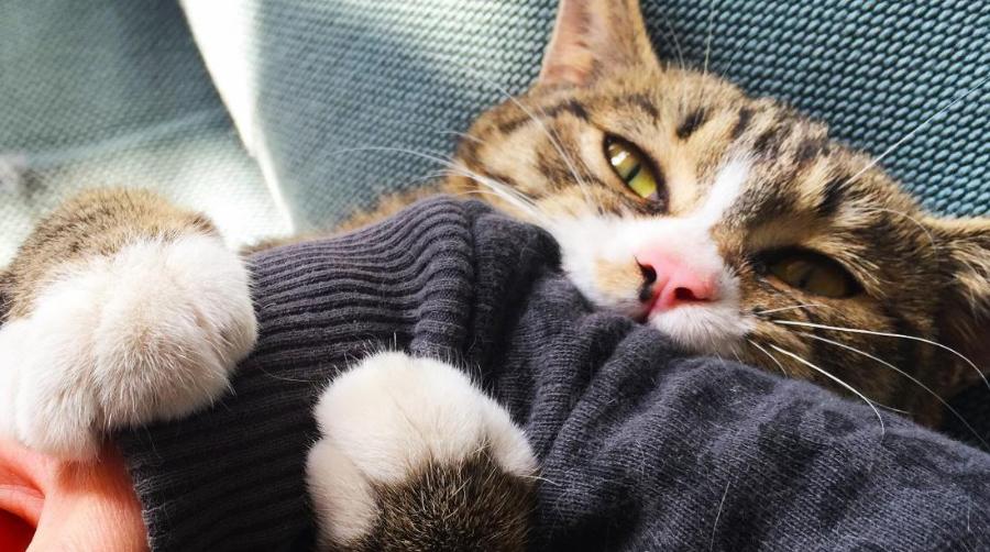 让猫咪粘主人的声音,让猫咪粘人的方法