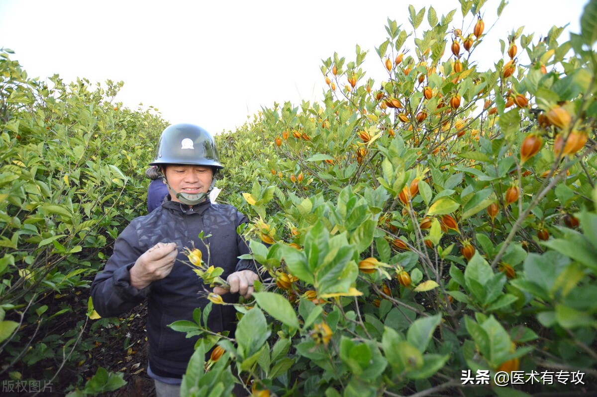 每天认识一味中药栀子,每天一味中药栀子