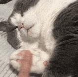 猫咪的爪子怎么捏,猫咪为什么不喜欢被铲屎官摸爪子