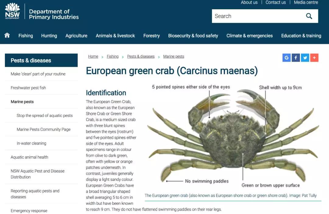 青蟹大批入侵澳洲,红蟹泛滥澳大利亚人怎么处理