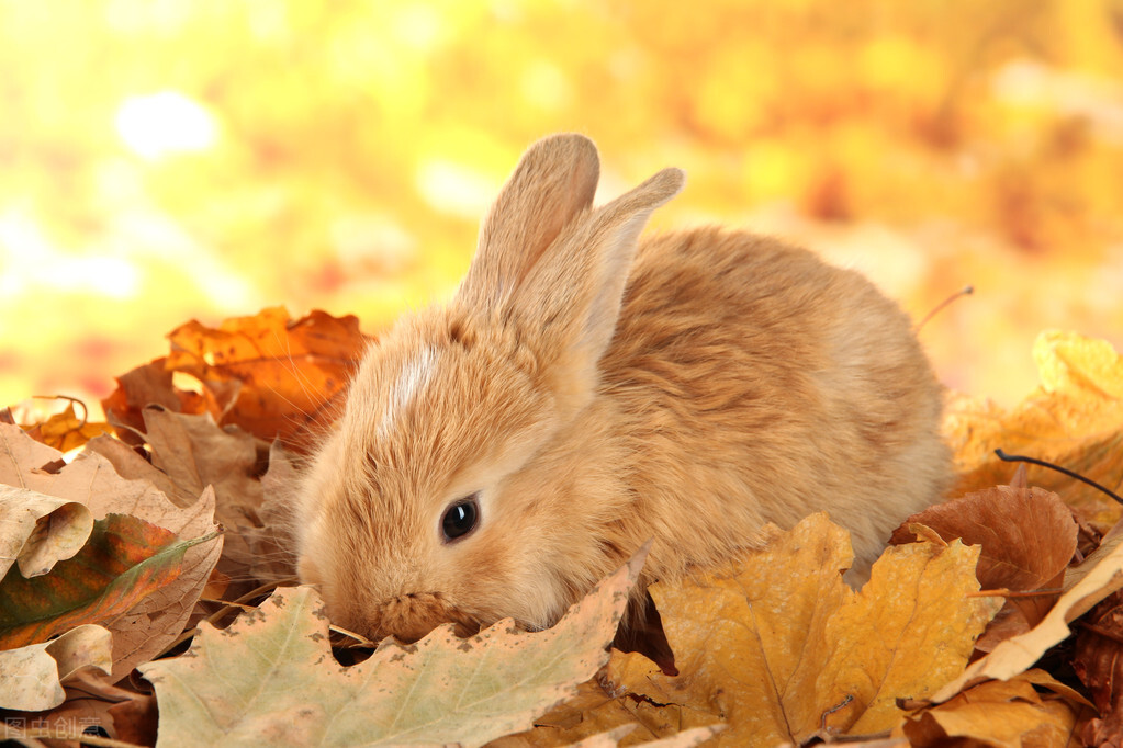 兔子流眼泪出气困难怎么办,兔子流眼泪是因为什么