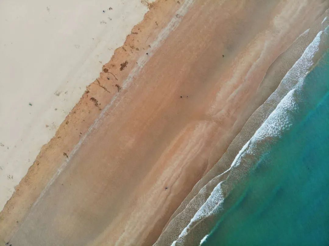 海滨老城泡桐花 (海滨老城紫色泡桐花)