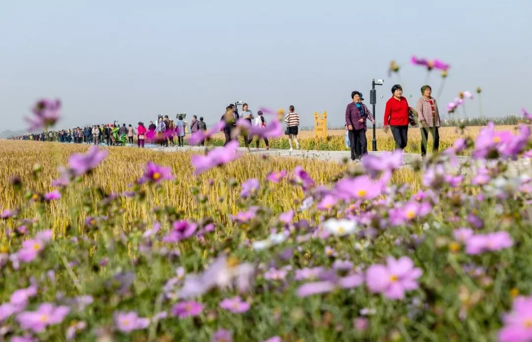 溧阳庆丰村怎么突然火了起来，答案或许就在这里