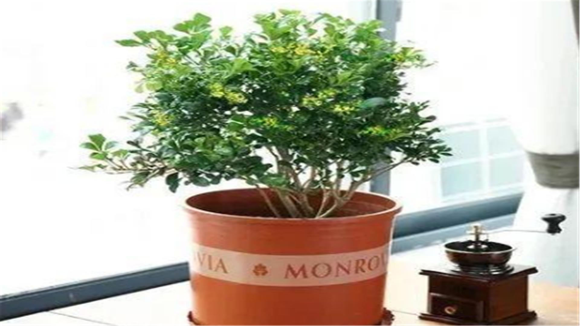 米兰春季的养殖方法,春天米兰枝头全剪光要怎么养护