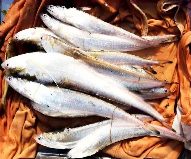 长江第一鲜鱼,它被誉为中国淡水鱼之王