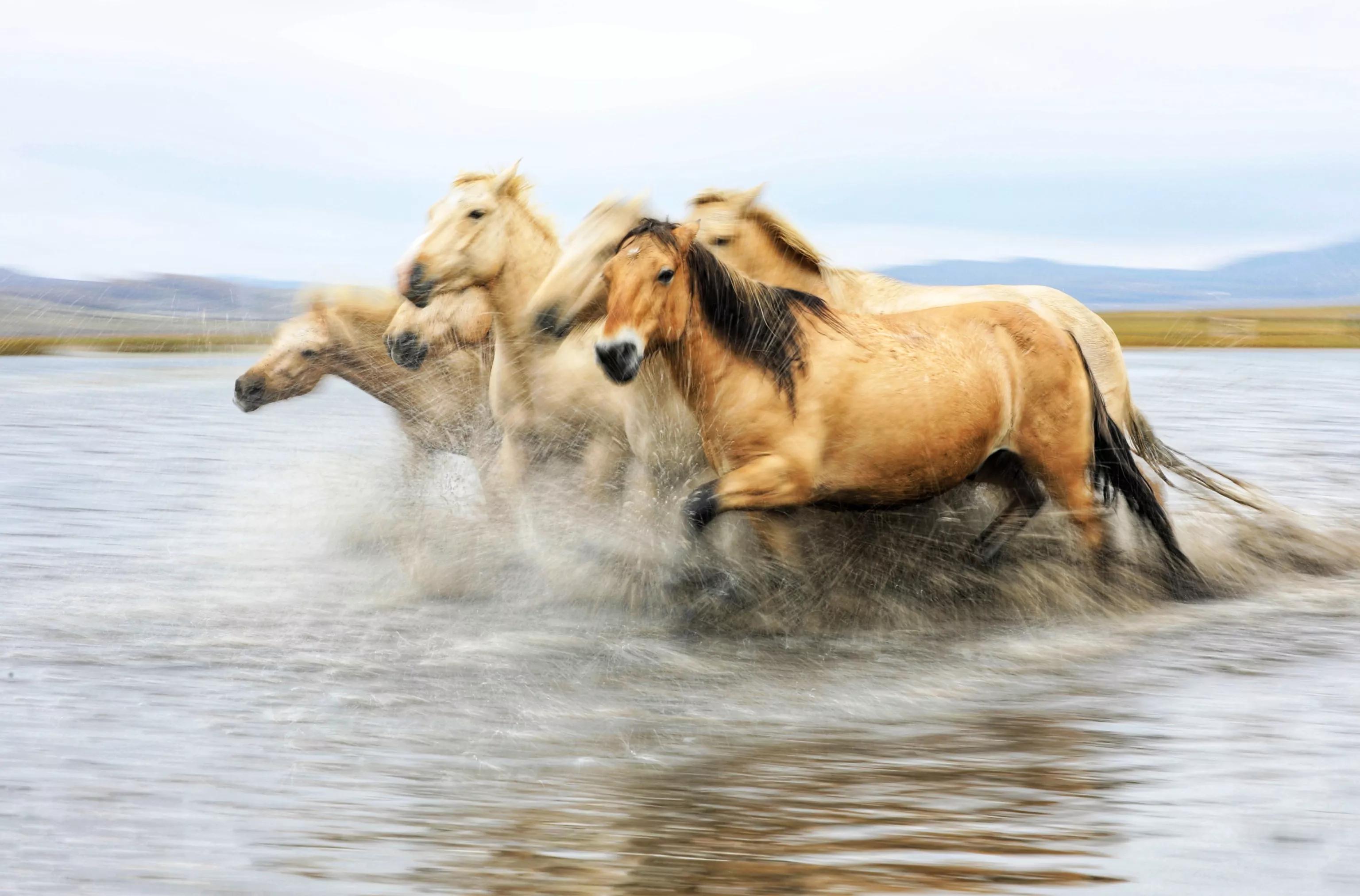 坝上秋色草原,坝上草原游记作文