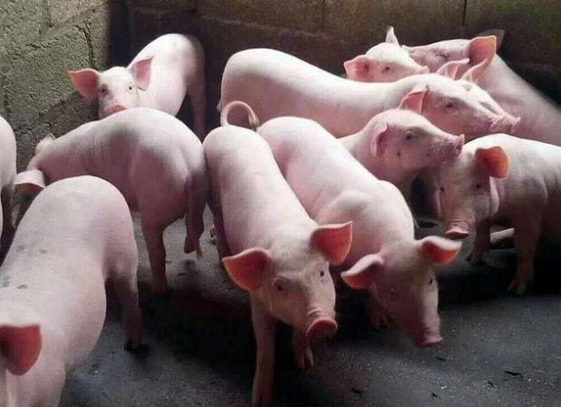 明朝朱是国姓吗,明朝朱姓为什么被灭族