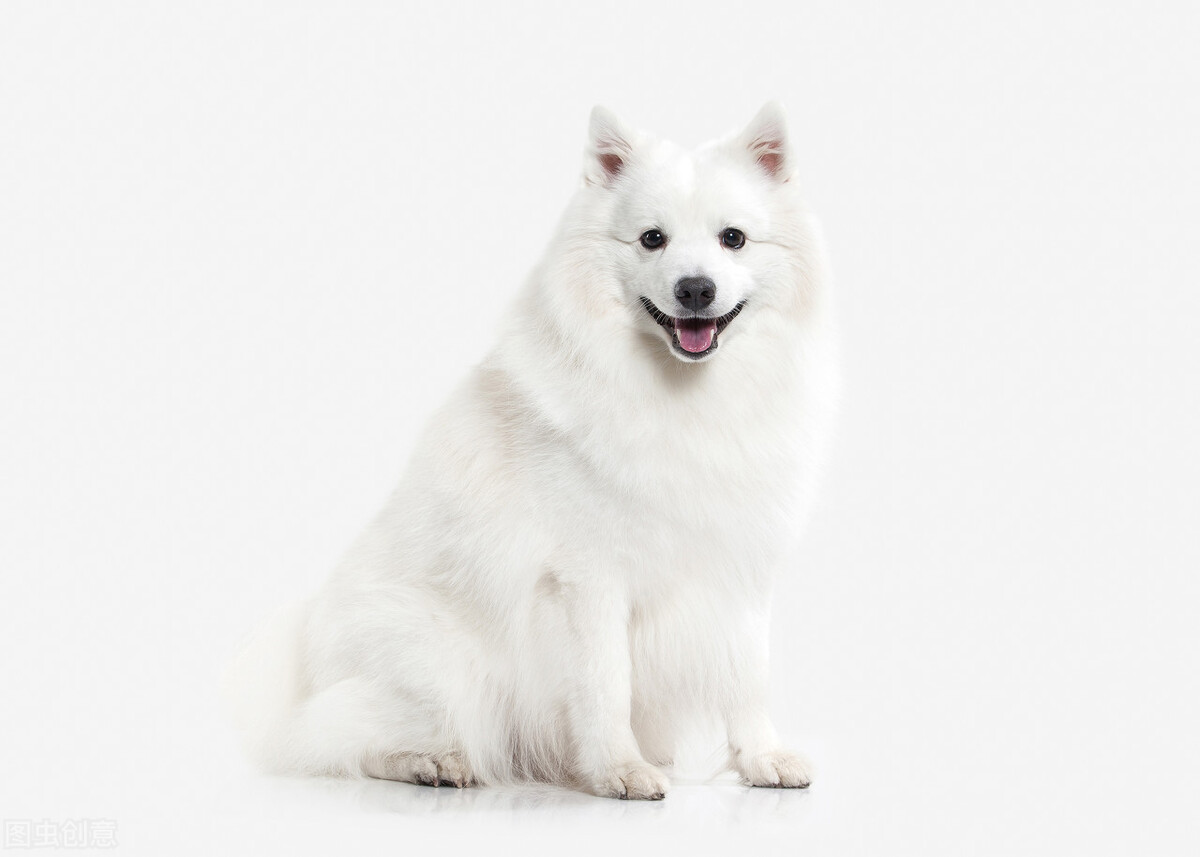 萨摩耶如何挑选喂养以及常见疾病小知识爱它就请花点时间做好功课