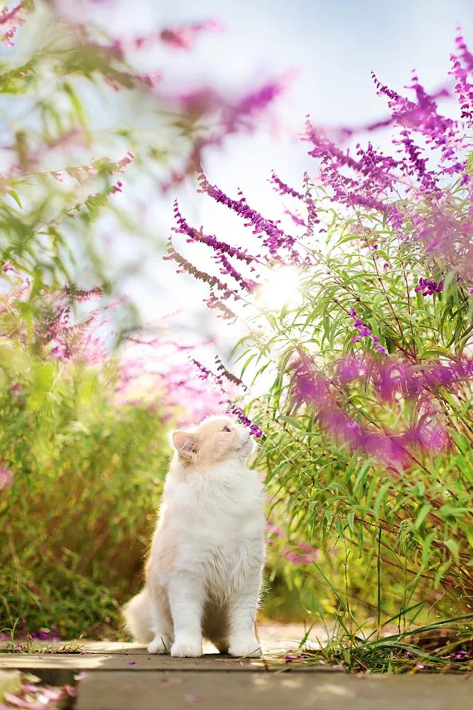 中文能有多浪漫,中文真的很浪漫