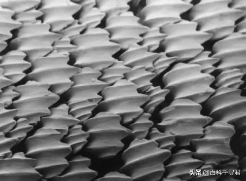 科普鲨鱼为什么不吃海豚呢,鲨鱼为什么不吃海豚的真相