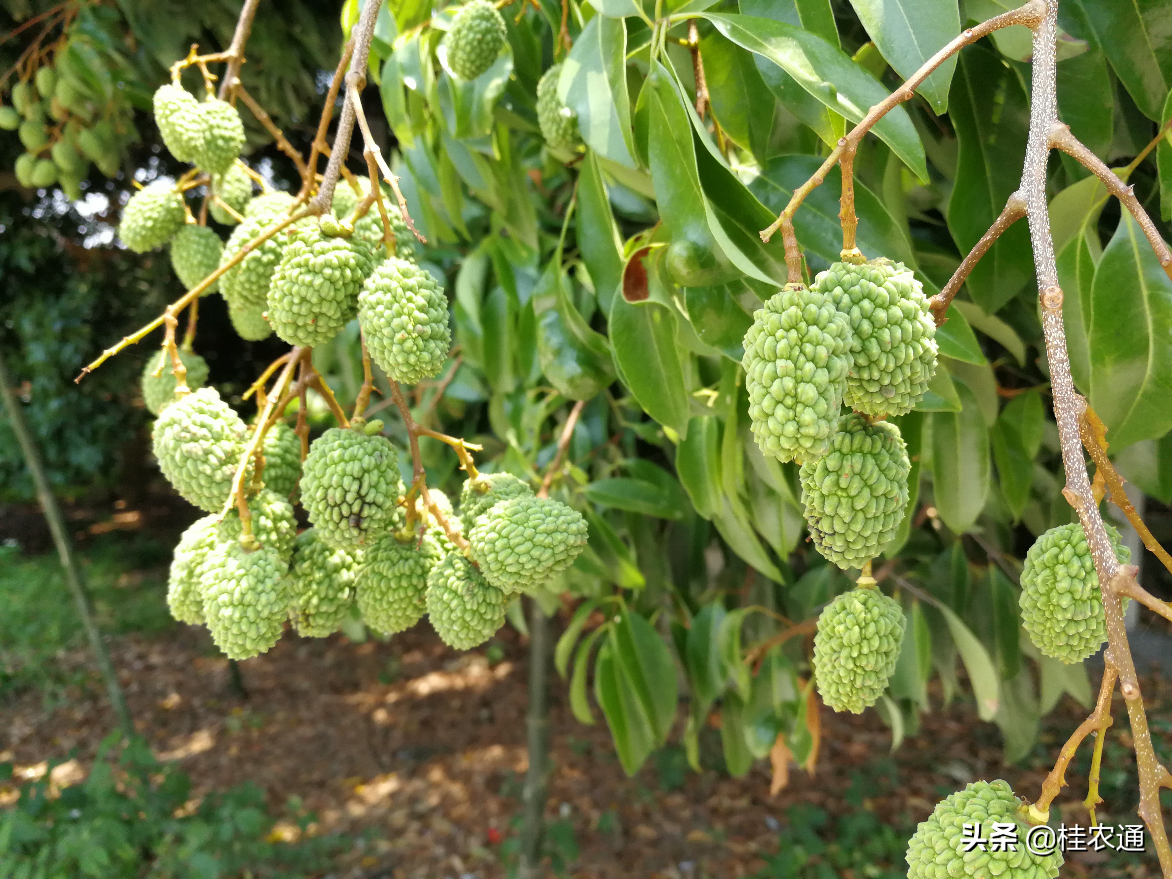 灵山荔枝闻名天下,灵山是荔枝第一县吗