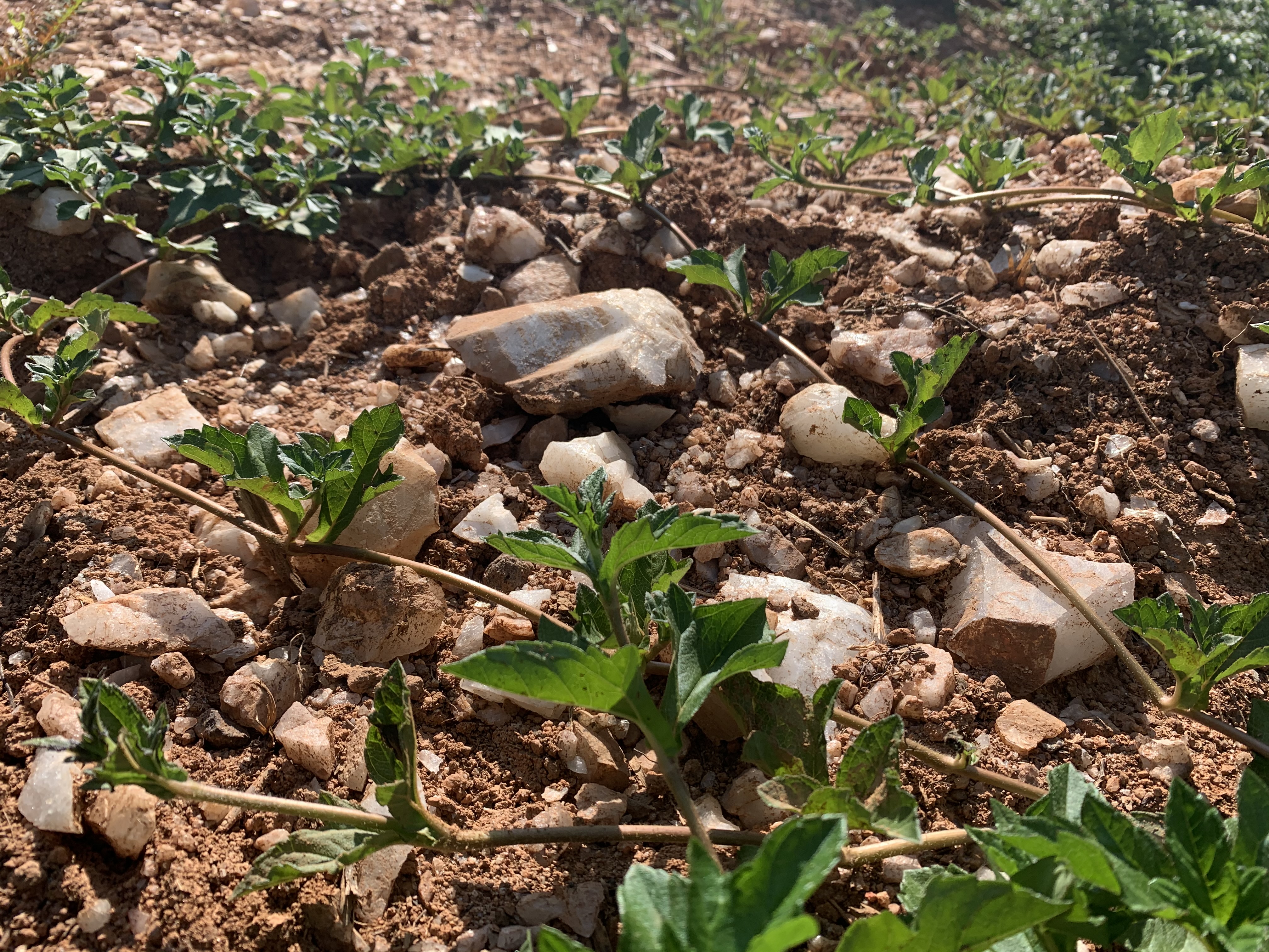 屯昌羊角岭水晶矿现在还能去吗,海南水晶矿遗址