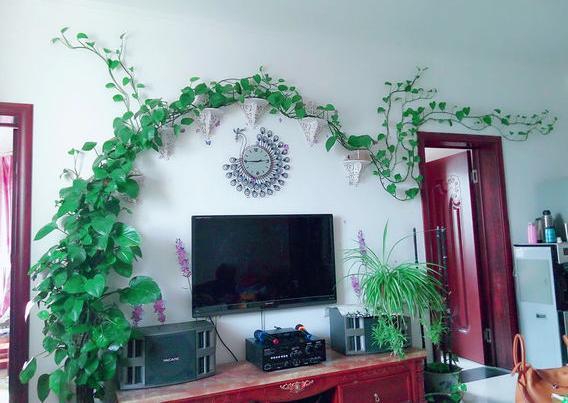 绿萝爬墙怎么弄最好看,绿萝怎么爬墙不毁墙