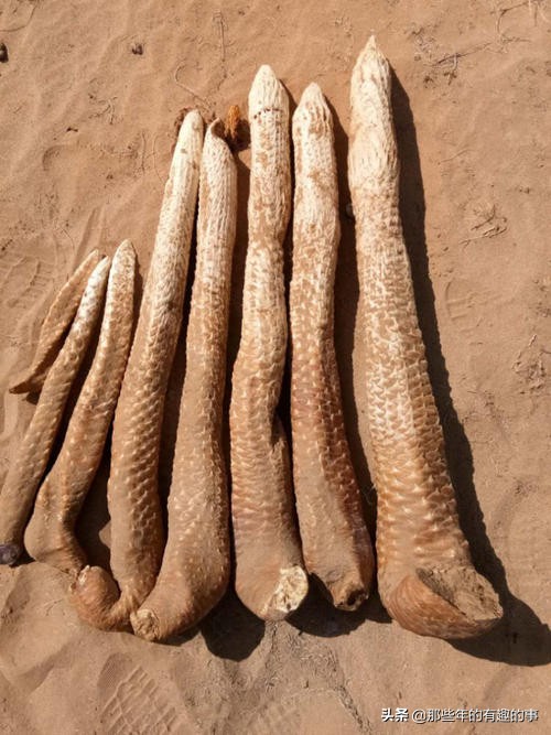 肉苁蓉怎么区分，爆些内幕吧，个人或采购看一下，男女都可食用的