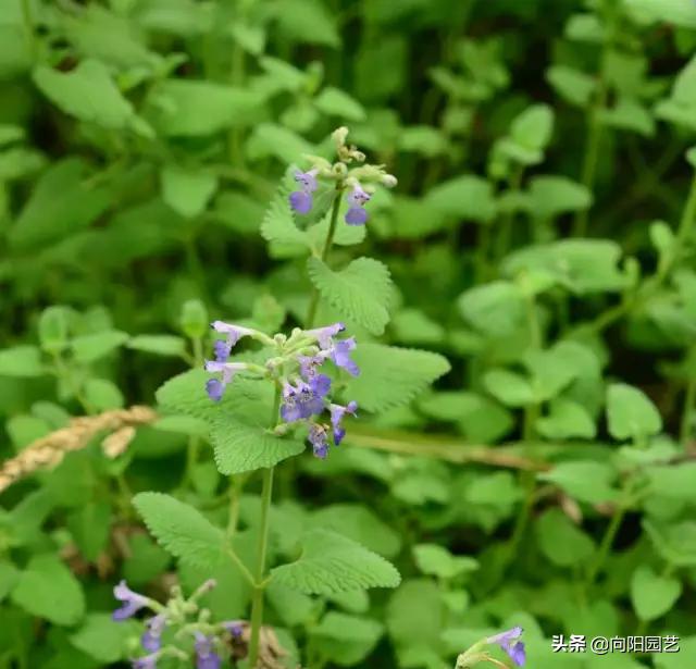 在家种猫薄荷会被猫咪吃掉吗,养薄荷对猫咪有害吗