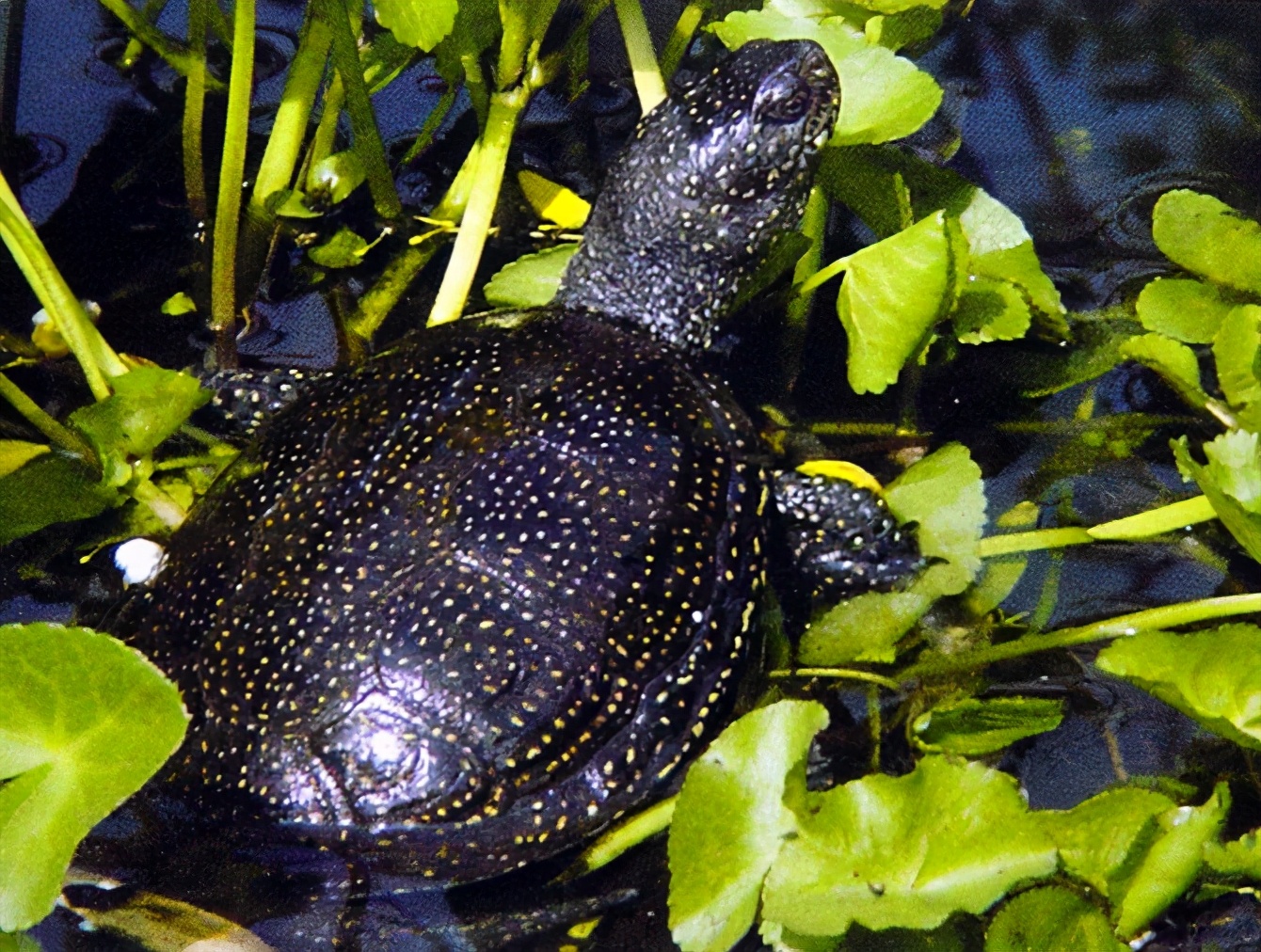 各种龟类图片大全大图,龟类展示会