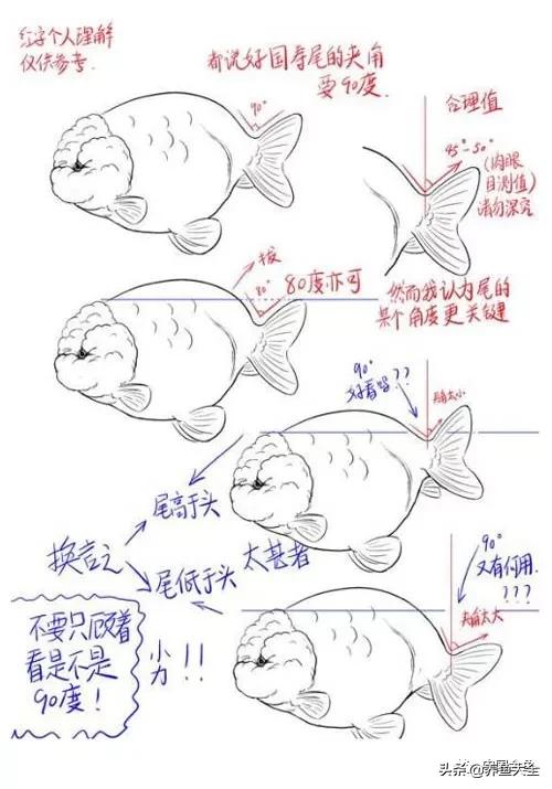 金鱼要怎样买才不会被坑,买金鱼的时候如何选才好