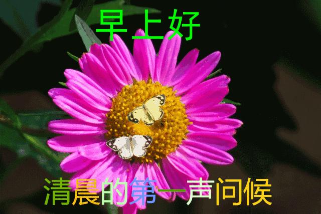 最暖心的早安祝福语图片大全,最美早安问候祝福语动态漂亮图片