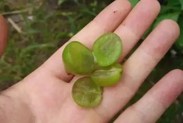 有关葡萄的病症,葡萄新梢病害图谱