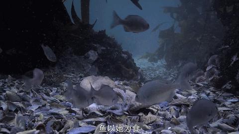 人鱼情未了在线阅读,人鱼情未了电视剧免费观看