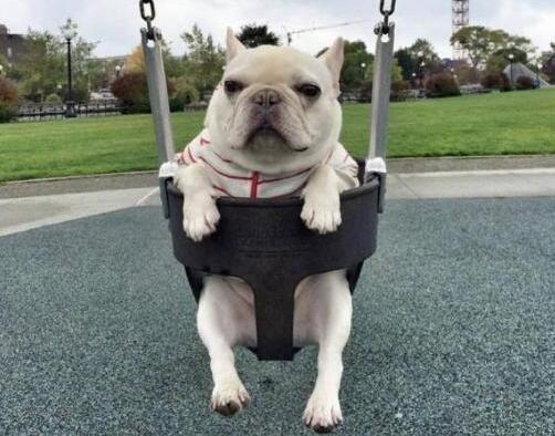 法国斗牛犬可以养多少只,法国斗牛犬的缺点看完你还想养吗