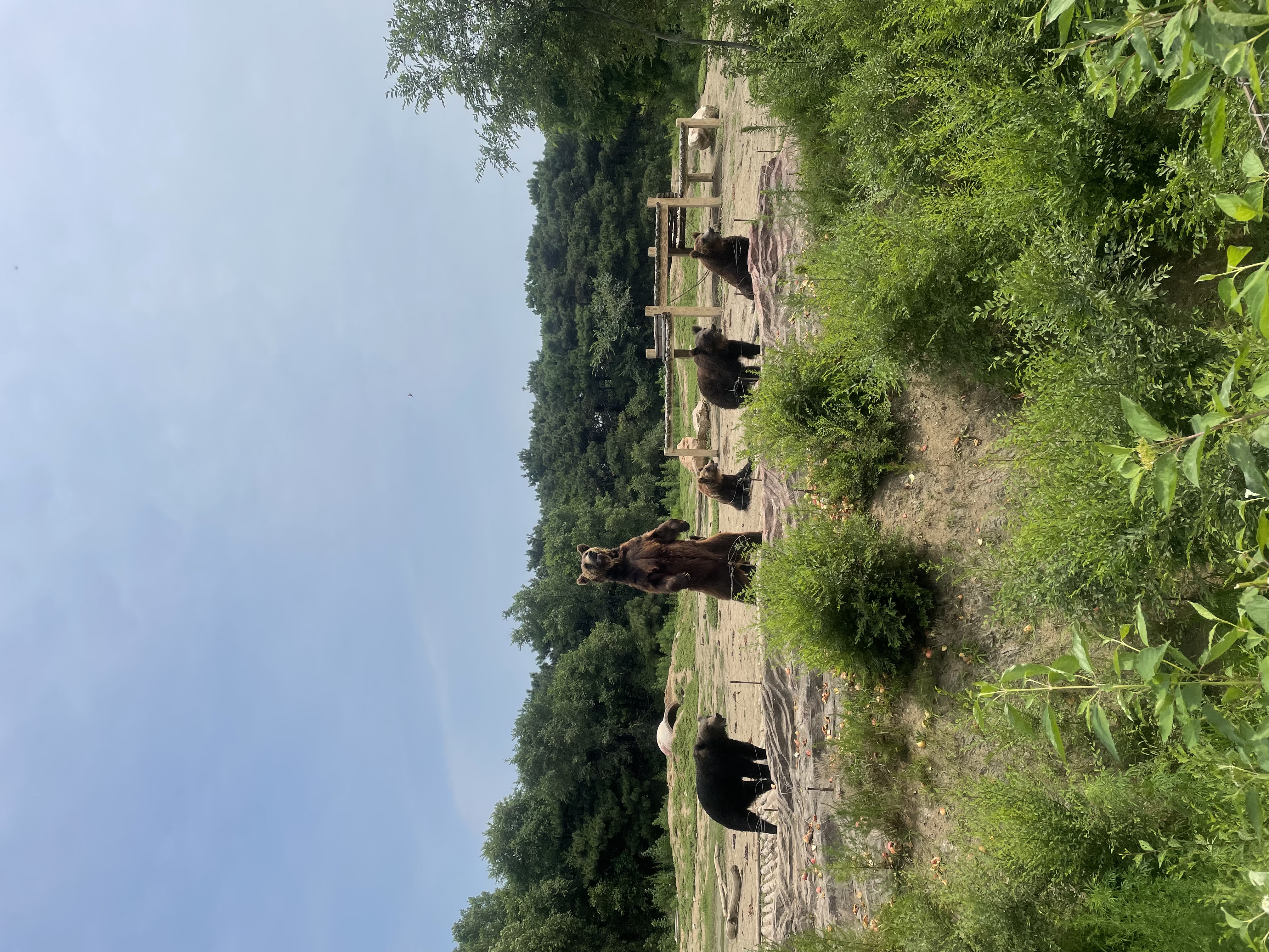 沈阳森林动物园春游,五一小长假去沈阳森林动物园游玩