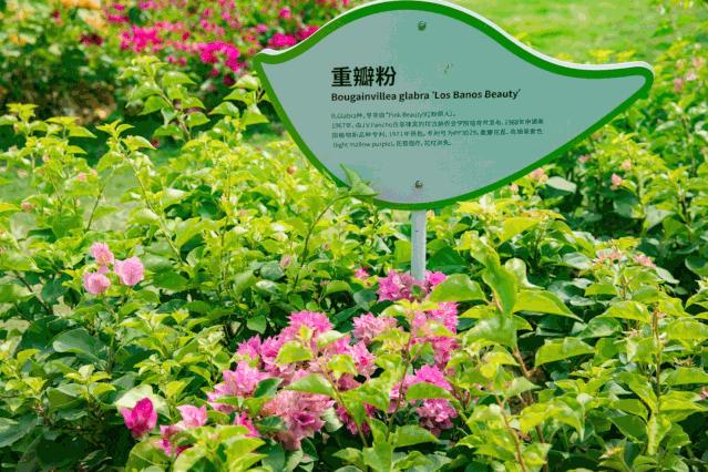 人少还免门票！深圳这片5000000㎡新公园美翻了，“神仙花谷”