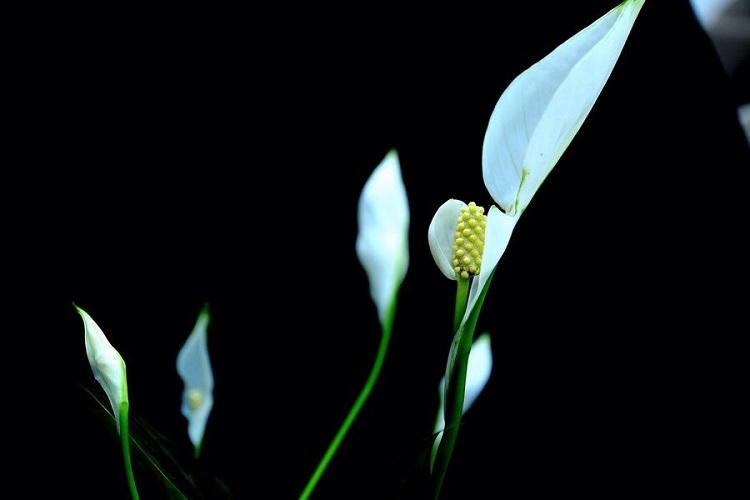 唤着白掌的这盆小花