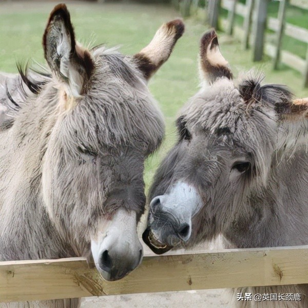 羊驼治愈案例,动物治愈焦虑