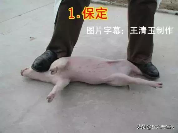 小母猪去势步骤照片和文字详解