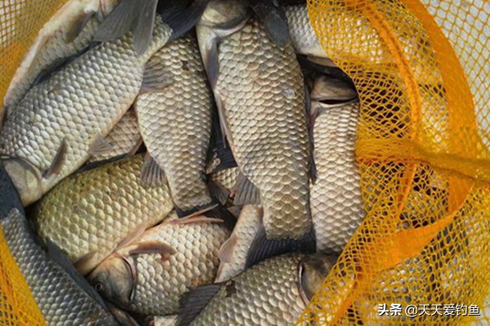 朝天钩搭配立漂怎么调钓,朝天钩大板鲫不易脱钩钩尖锋利