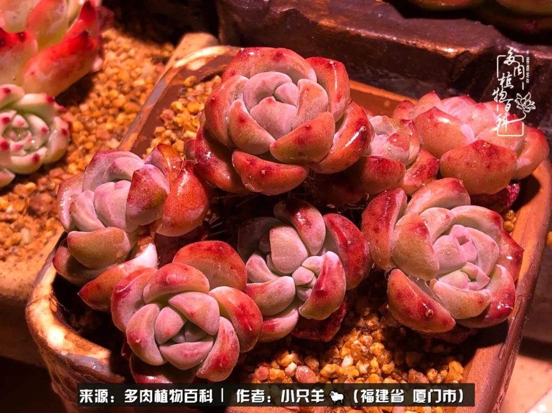 多肉像葡萄一样,多肉像铃兰一样