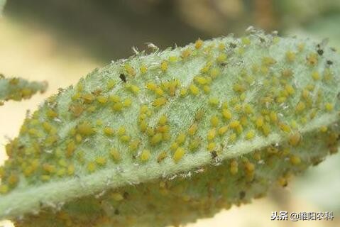 70%吡虫啉蚜虫飞虱蓟马杀虫剂,蚜虫与飞虱蓟马蚧壳虫的联系