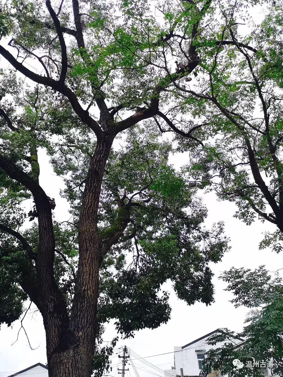 平阳鸣山古村落图片,千年古村平阳县鸣山村古城夜景