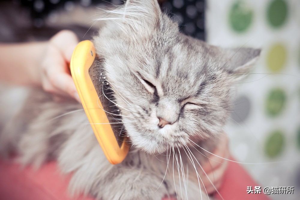 猫咪每天都要舔我脸,猫咪每天要舔自己800次