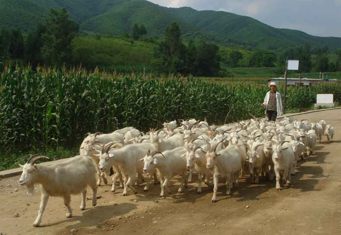 列队站好！足球知识大普及：为啥每个联赛中都有一位“副班长”？