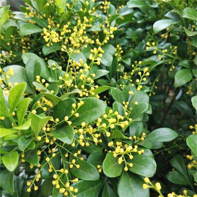 米兰花怎么养及注意事项,米兰花怎样养护才能长得好