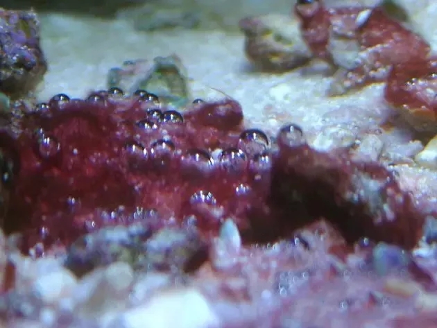 藻类用什么药消灭最好,藻类最佳治疗方法视频