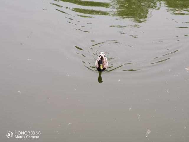 荣耀热门五款机型拍照对比：分别是Play4T/X10/30S/30/30Pro