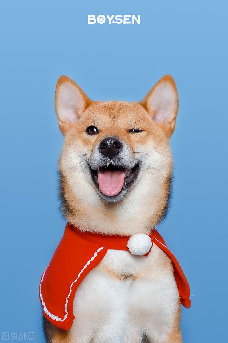 为什么不能养日本柴犬呢,柴犬有什么优点怎么那么呆萌可爱