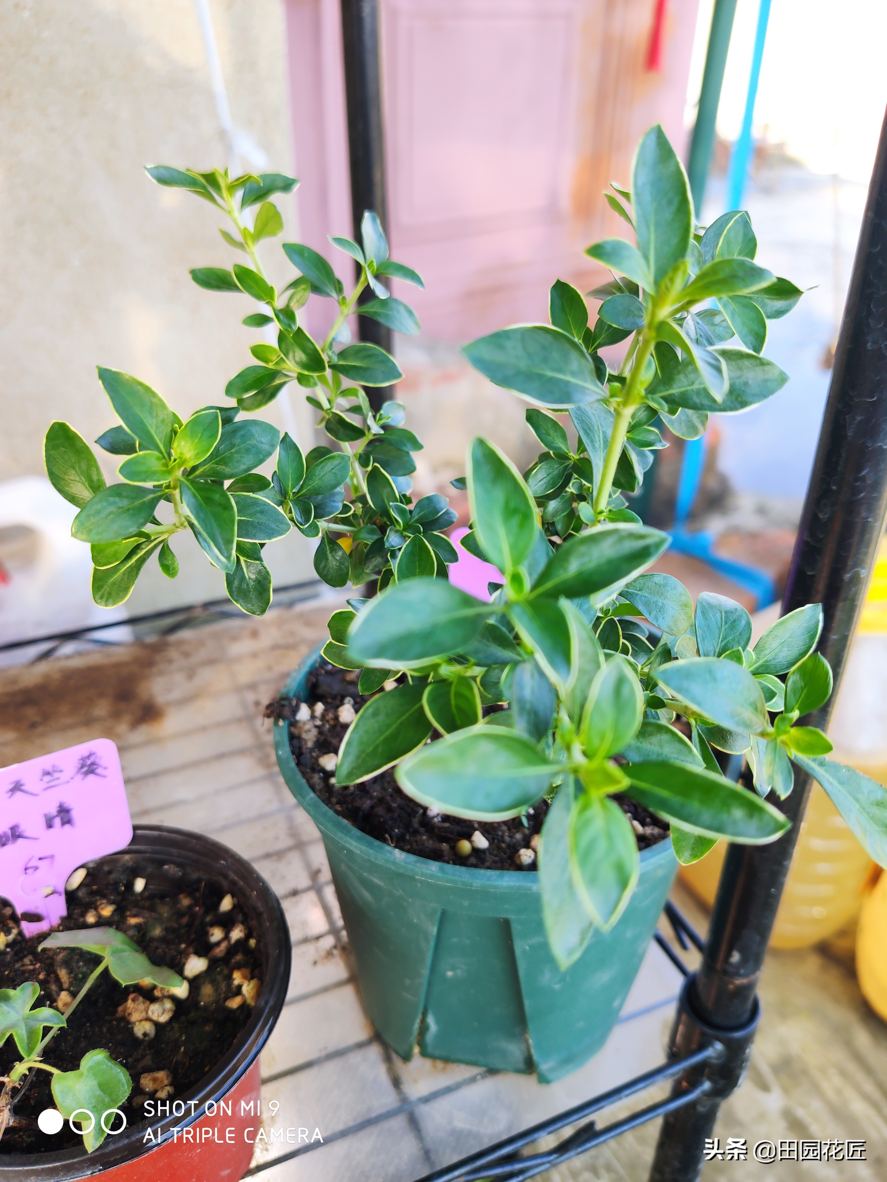 六月雪叶片发黄解决方法,六月雪叶子的养护方法