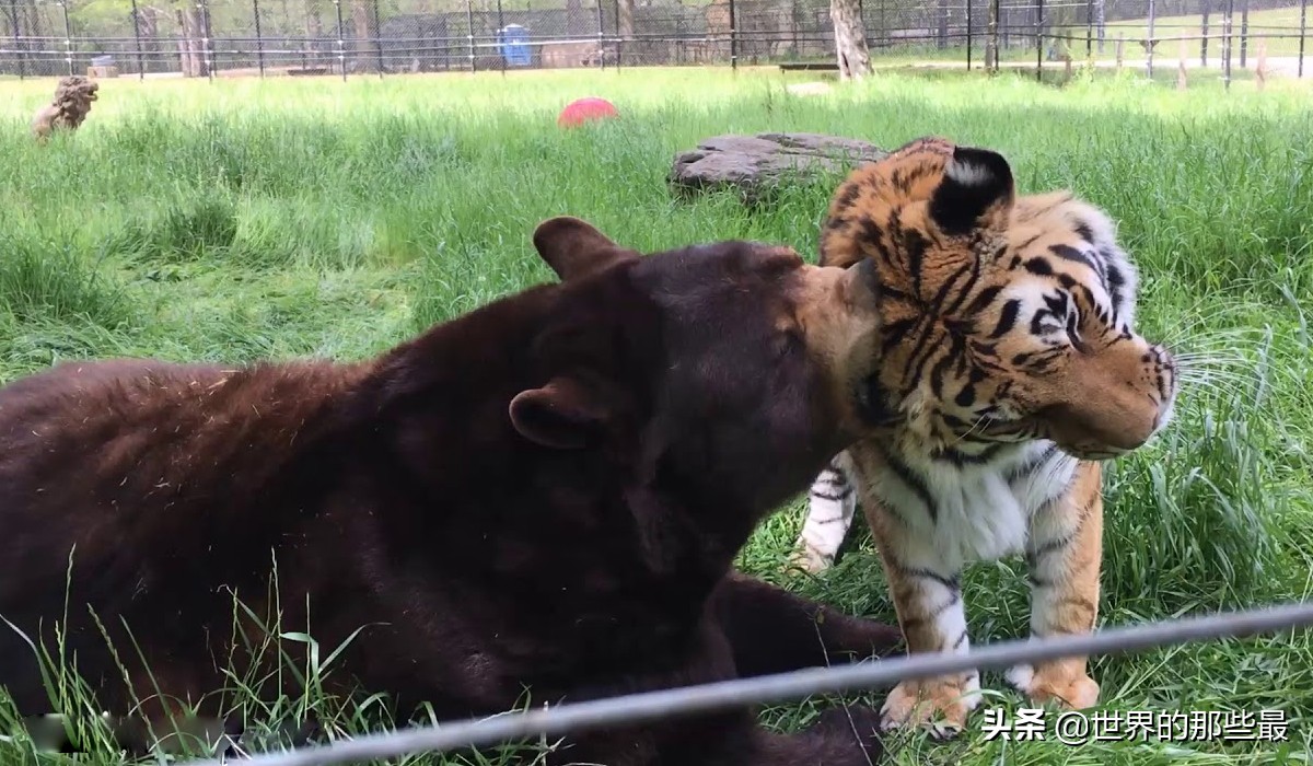 盛怒状态下的大棕熊，有“掌劈东北虎，脚踹非洲狮”的实力吗？