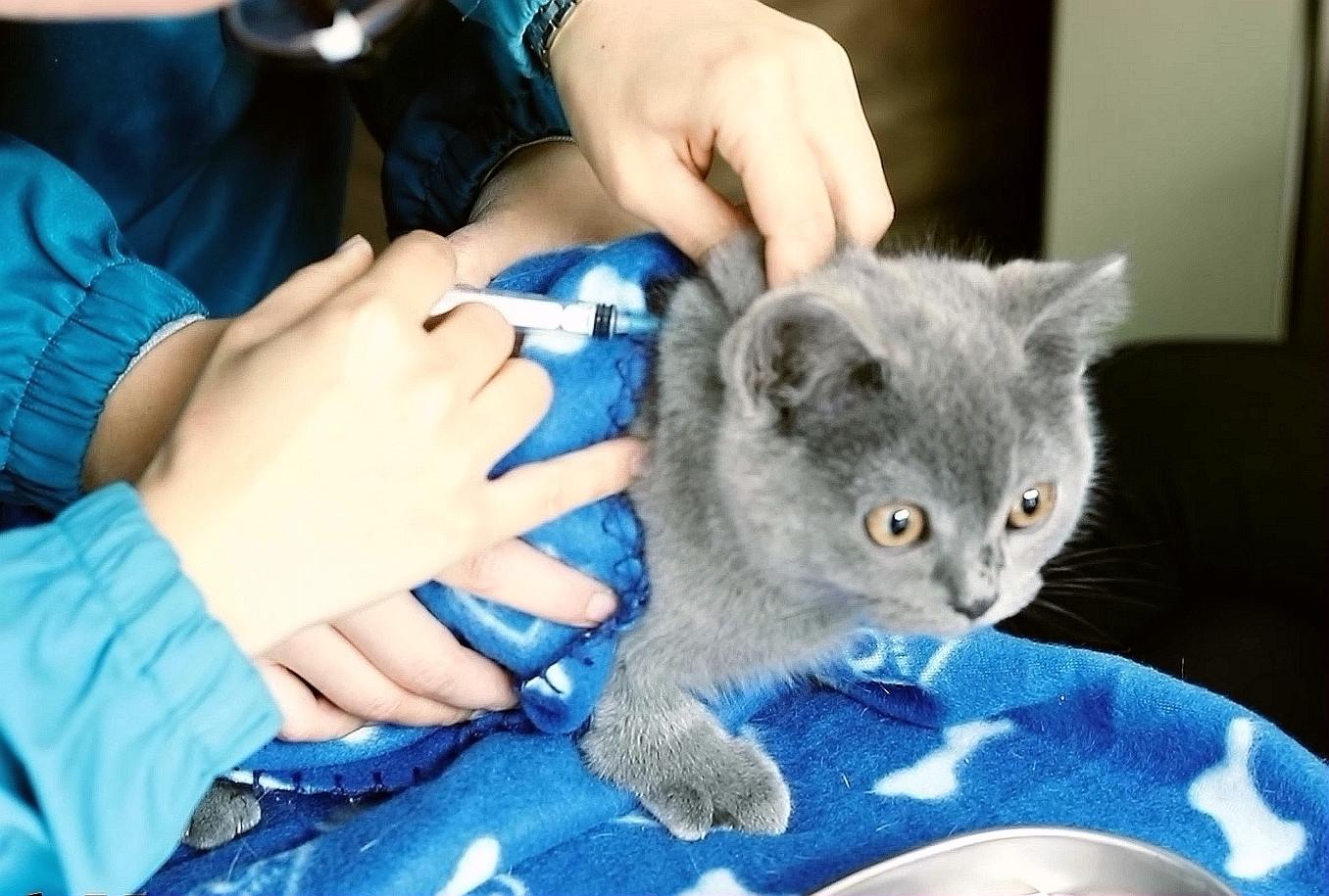 宠物疫苗怎么打,宠物狗每年都需要打狂犬疫苗吗