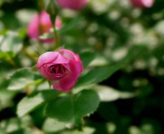 蔷薇花叶子发黄怎么回事视频,蔷薇花叶子发黄是什么原因