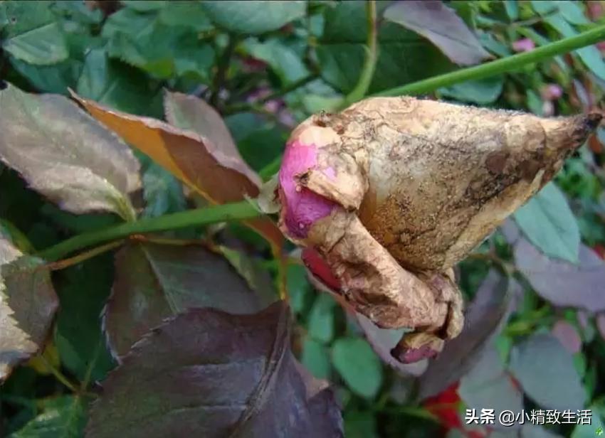 月季花是“药罐子”，常见10种病虫害，预防第一，救治第二