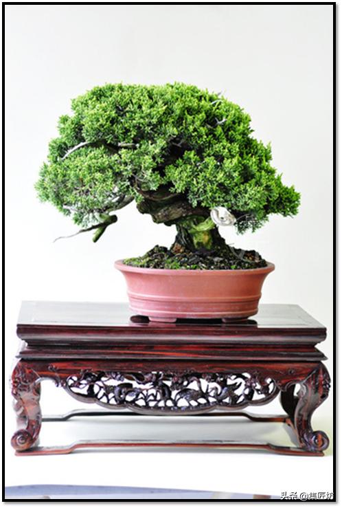 盆景选芽与摘芽，做好了，盆景树形稳定就完成了一半