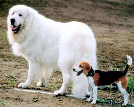 大白熊犬为什么少人养,大白熊犬缺点和优点是什么