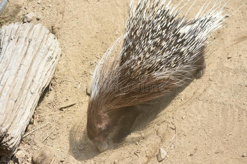 豪猪是什么样子,被误解的穿山甲