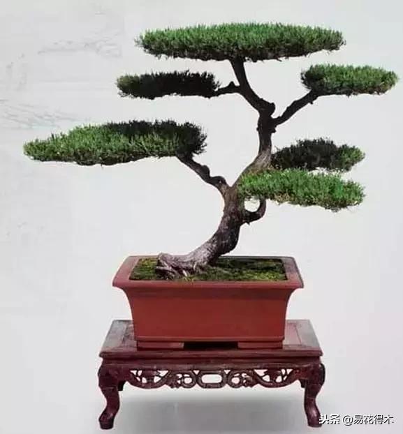 鬼斧神工的侧柏盆景图,鬼斧神工盆景效果图